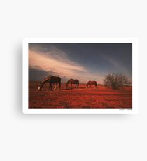 The daily battle for the life Canvas Print
