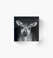Young Nobby (Black & White) Acrylic Block