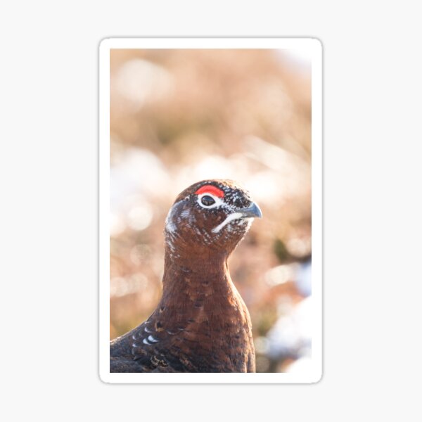 Red Grouse Sticker