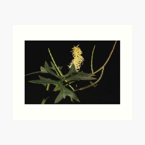 Item preview, Grevillea flexuosa designed and sold by andrachne.