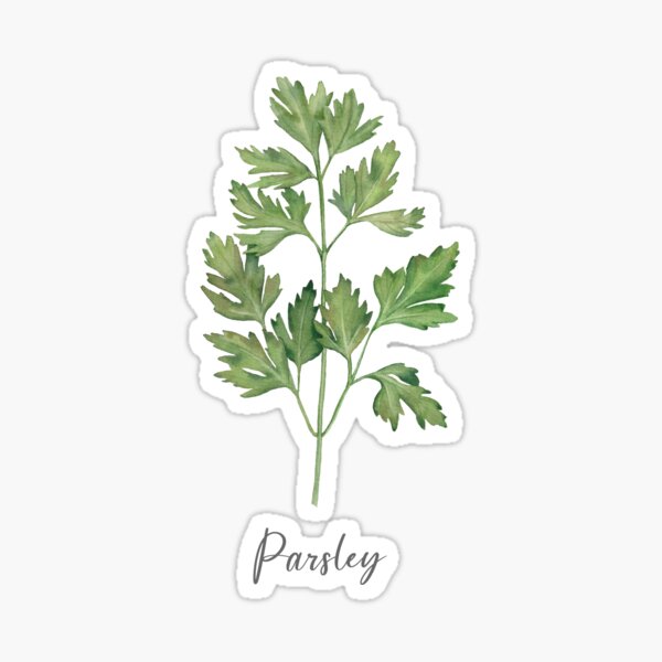 Item preview, Parsley herb illustration. designed and sold by InnaPatiutko.