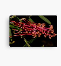 Grevillea caleyi Canvas Print