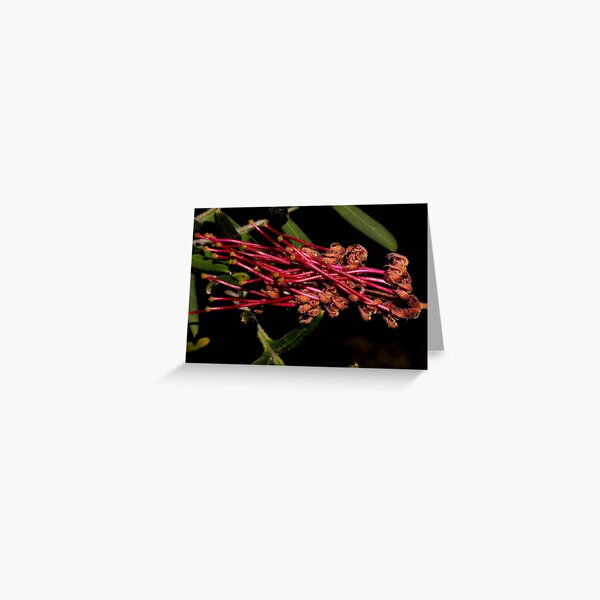 Item preview, Grevillea caleyi designed and sold by andrachne.