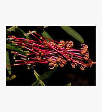 Grevillea caleyi Photographic Print