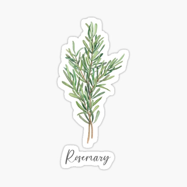Item preview, Rosemary herb art designed and sold by InnaPatiutko.