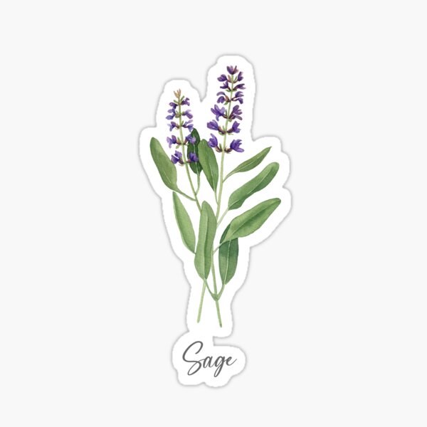 Item preview, Sage herbs art designed and sold by InnaPatiutko.