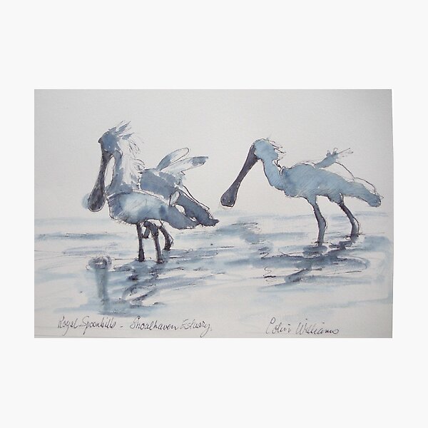 Vista previa del artículo con la obra «Espátulas reales: mi pájaro favorito.», diseñado y vendido por ColinWilliams.
