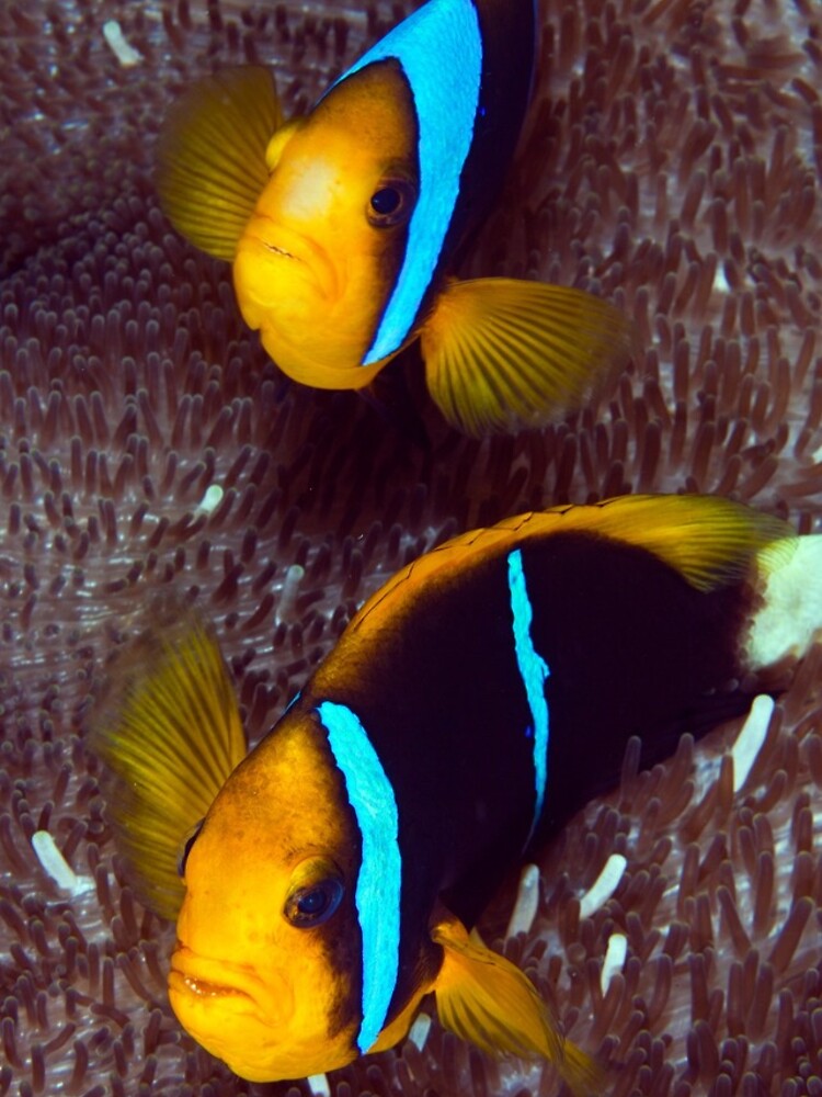 Grumpy couple II by DavidWachenfeld