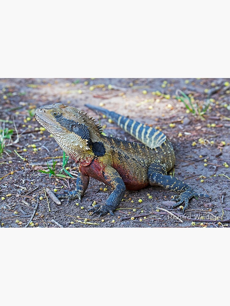 Eastern Water Dragon by RICHARDW