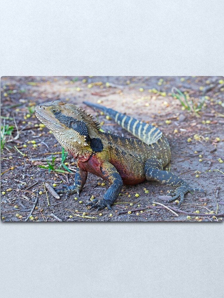 Alternate view of Eastern Water Dragon Metal Print