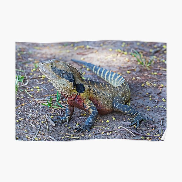 Eastern Water Dragon Poster