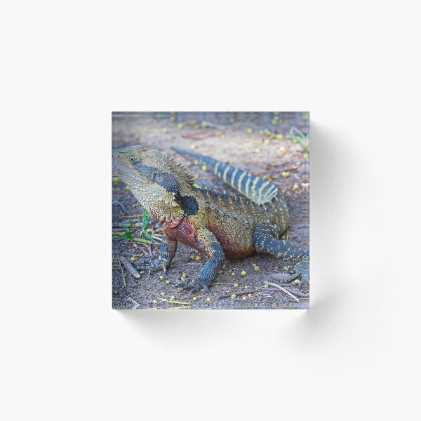 Eastern Water Dragon Acrylic Block
