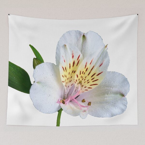 Item preview, alstroemeria flower designed and sold by IgorKovalenko.