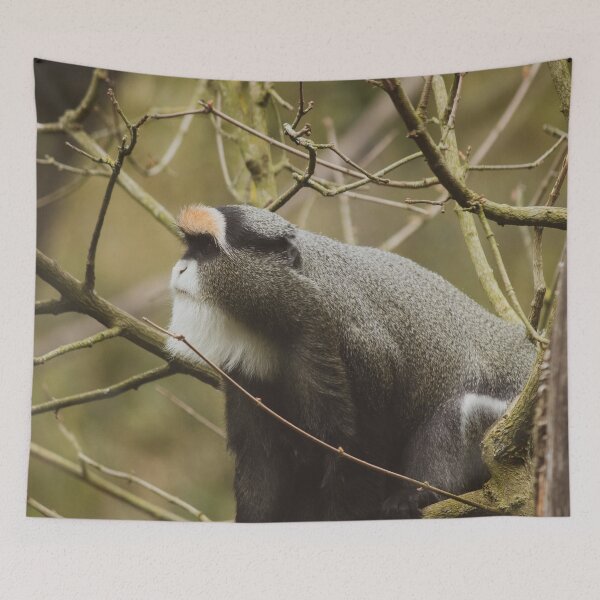 Item preview, Brazza monkey in forest designed and sold by SophieHueper.