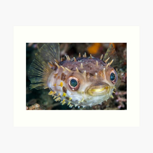 Spikey ball of cuteness Art Print