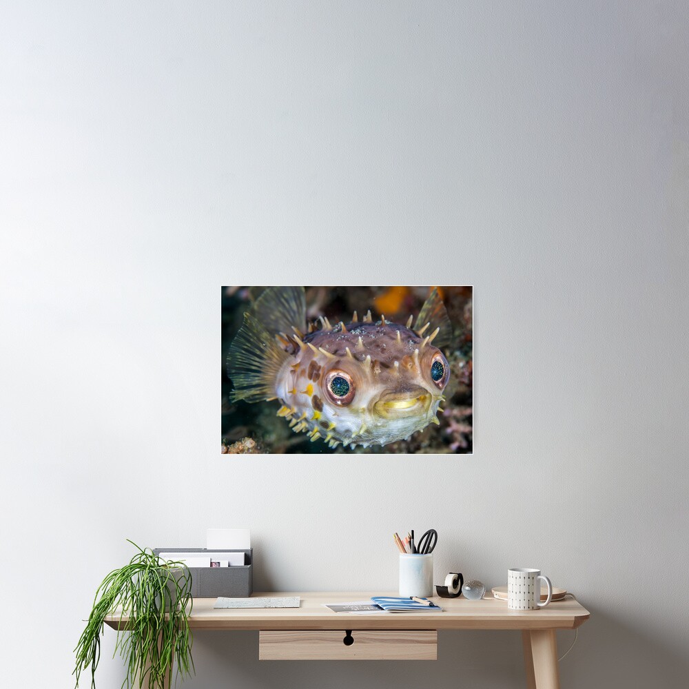 Spikey ball of cuteness Poster