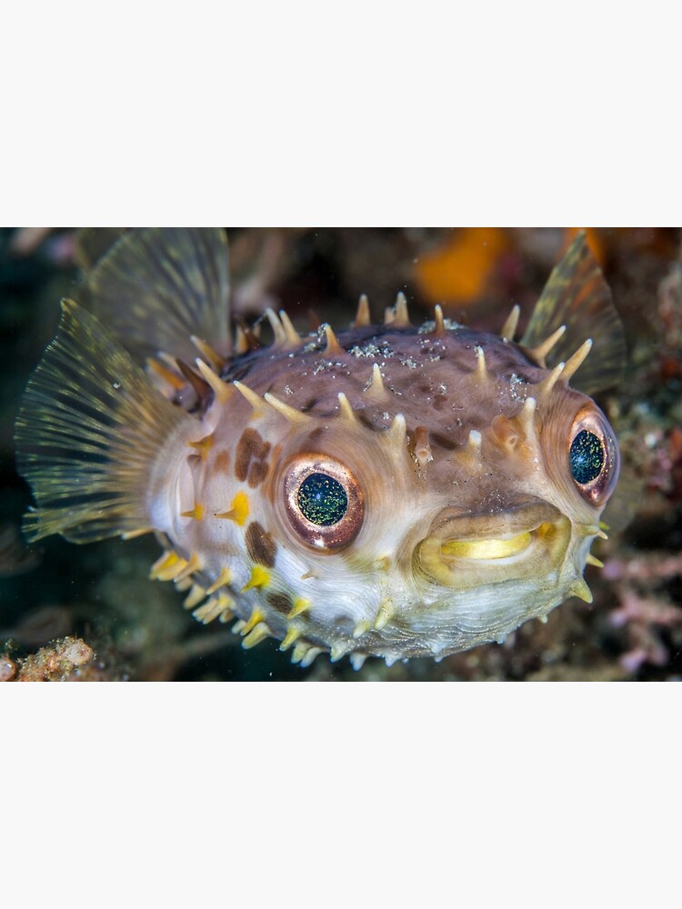 Spikey ball of cuteness by DavidWachenfeld