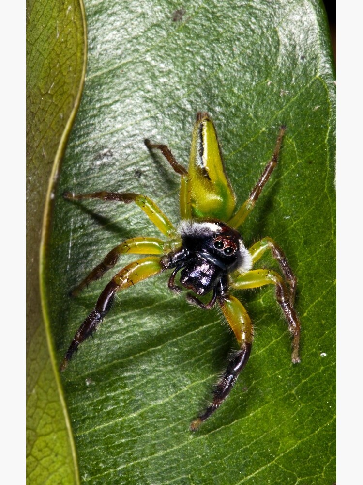 Jumping spider by DavidWachenfeld