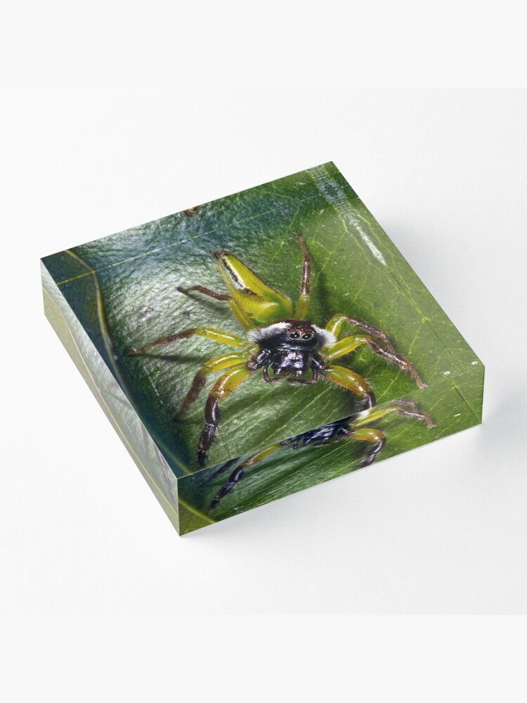 Alternate view of Jumping spider Acrylic Block