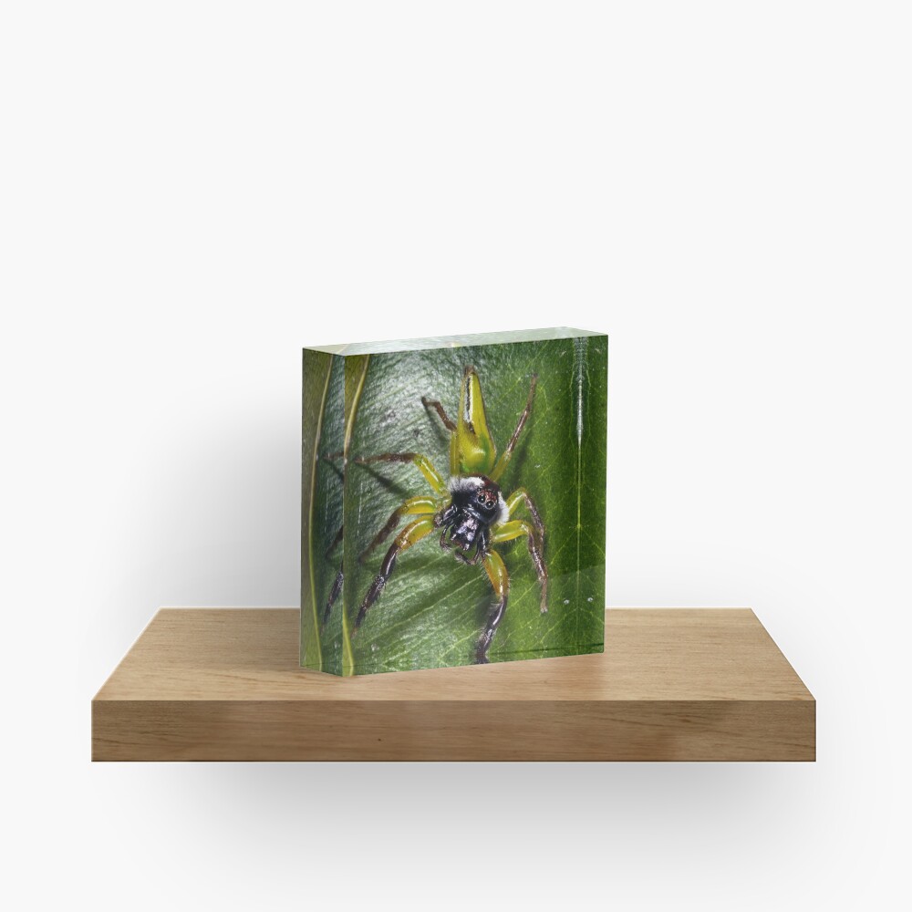 Jumping spider Acrylic Block