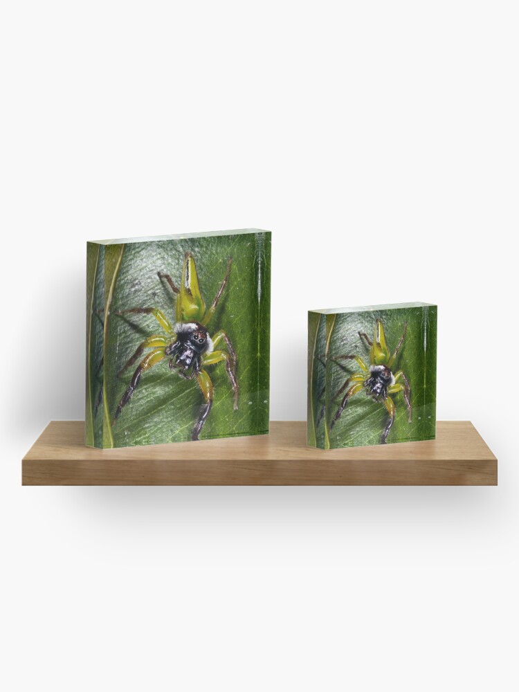Alternate view of Jumping spider Acrylic Block