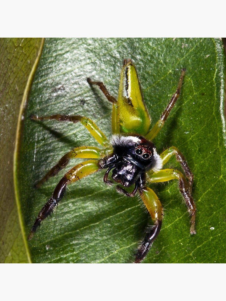 Jumping spider by DavidWachenfeld