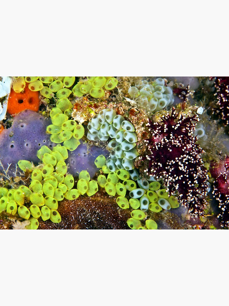 Potpourri by DavidWachenfeld
