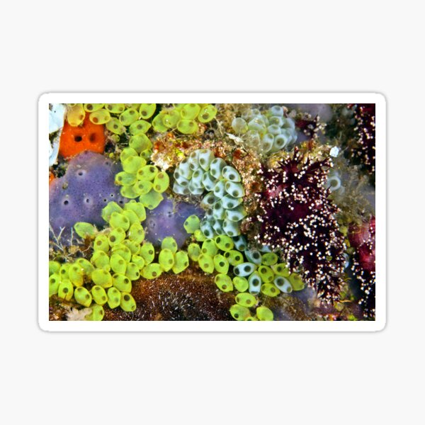 Potpourri Sticker