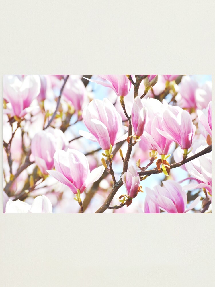 Lámina fotográfica «Magnolia rosada en la luz del sol de primavera -  Patrones de la naturaleza» de MSistersDesigns | Redbubble
