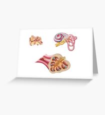 Anatomy of the cochlear duct in the human ear. Greeting Card