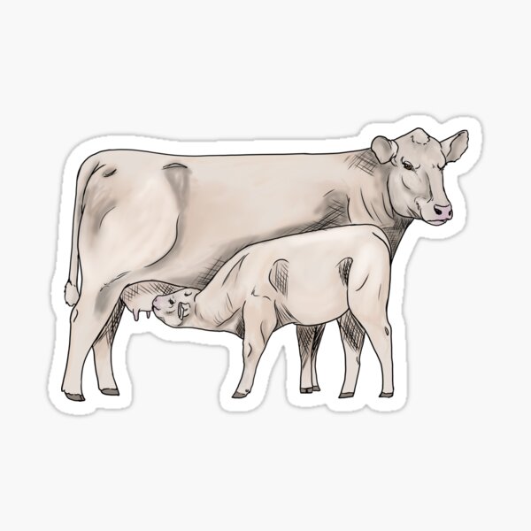 Item preview, Charolais - Cow Calf Pair designed and sold by mwinter2205.