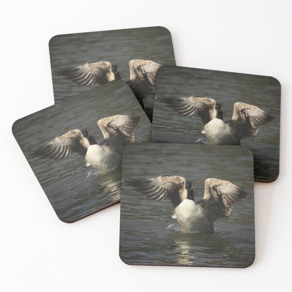 Item preview, Canada Goose stretching its wings designed and sold by rwhooster.