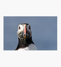Puffin Photographic Print