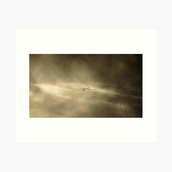 Ducks in a Mist. Adelaide Artist Avril Thomas at Magpie Springs Art Print