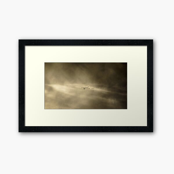 Ducks in a Mist. Adelaide Artist Avril Thomas at Magpie Springs Framed Art Print