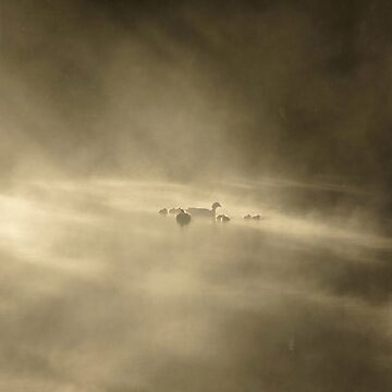 Artwork thumbnail, Ducks in a Mist by Adelaide artist Avril Thomas at Magpie Springs by MagpieSprings