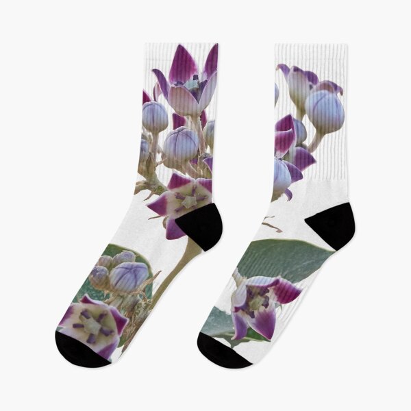 Item preview, Calotropis procera designed and sold by IgorKovalenko.