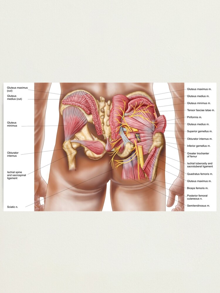 diagramme du petit fessier