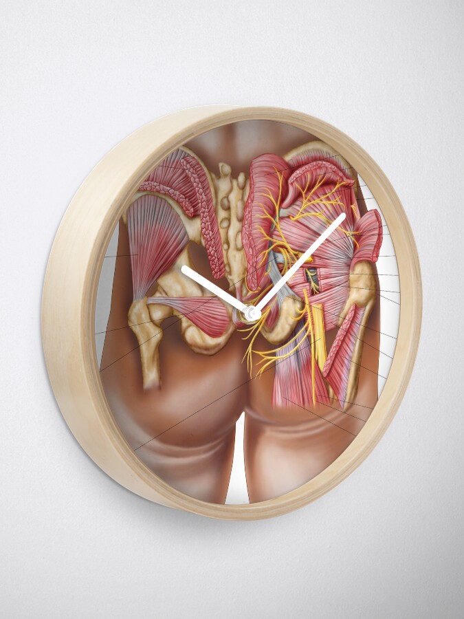 Alternate view of Anatomy of the gluteal muscles in the human buttocks. Clock
