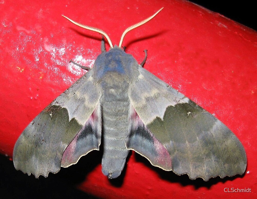 "Minnesota (Sphinx) Moth" by CLSchmidt Redbubble