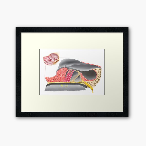 Item preview, Anatomy of the organ of Corti, part of the cochlea of the inner ear. designed and sold by StocktrekImages.