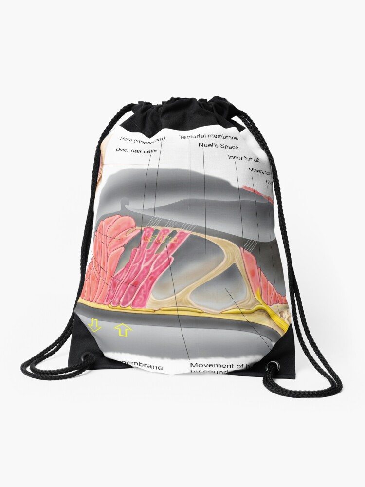 Medical illustration detailing thoracic outlet syndrome. Drawstring Bag  for Sale by StocktrekImages