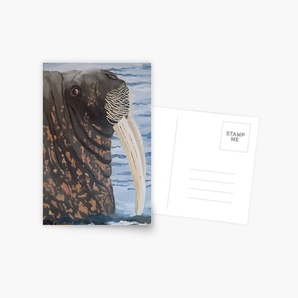 Whiskery Walrus Postcard