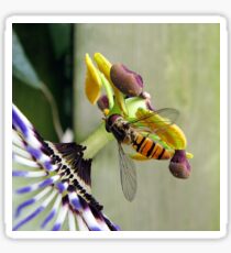 Hoverfly on a Passionflower Sticker