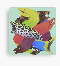 Thick morays Canvas Print