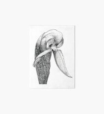 Cobra Lily Art Board