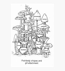 MYCOLOGY Photographic Print