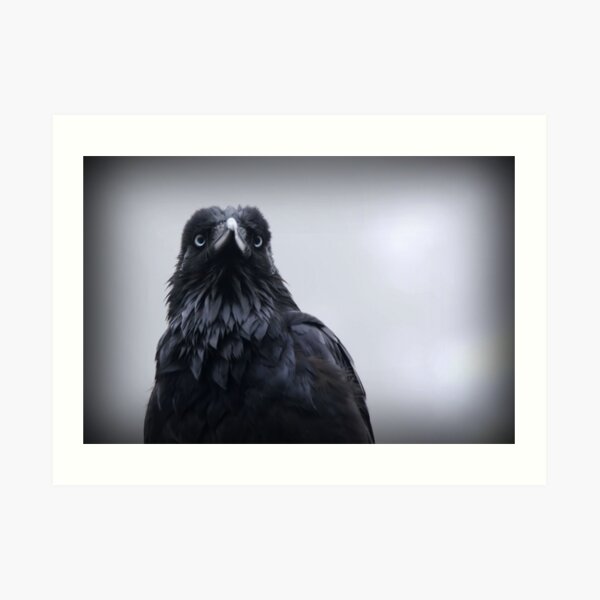 Crow protector Art Print