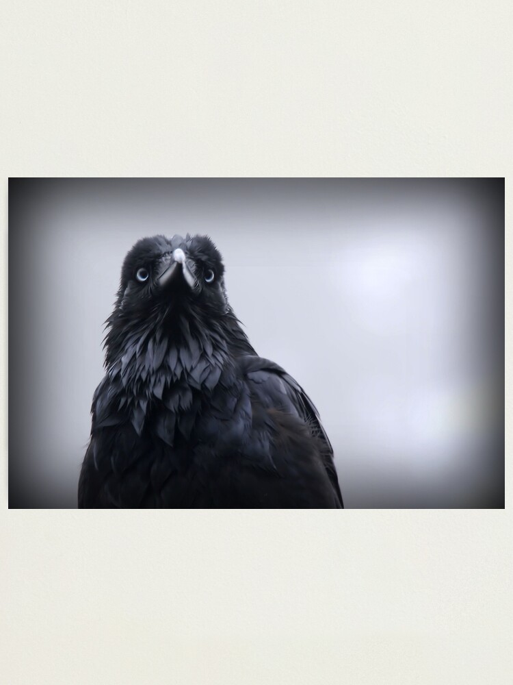 Thumbnail 1 of 3, Photographic Print, Crow protector designed and sold by Rivergirl.