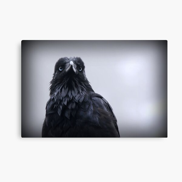 Crow protector Canvas Print